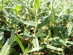 Sivun Persicaria prostrata (R. Br.) Sojak kuva