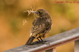 Image of Pied Bush Chat