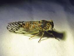 Image of Cicadas, Leafhoppers, and Treehoppers