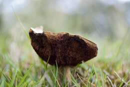 Image of Chalciporus piperatus