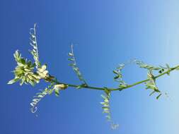 Imagem de Vicia pannonica Crantz