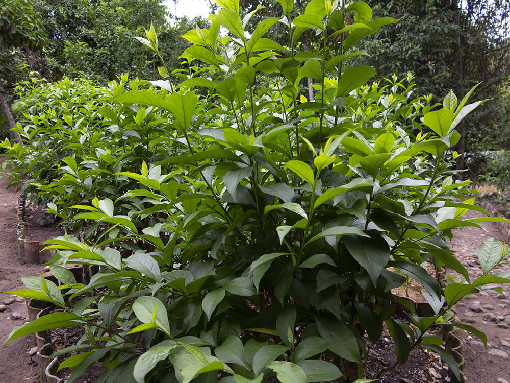 Image de Brunfelsia grandiflora D. Don