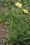 Image of sulphur cinquefoil