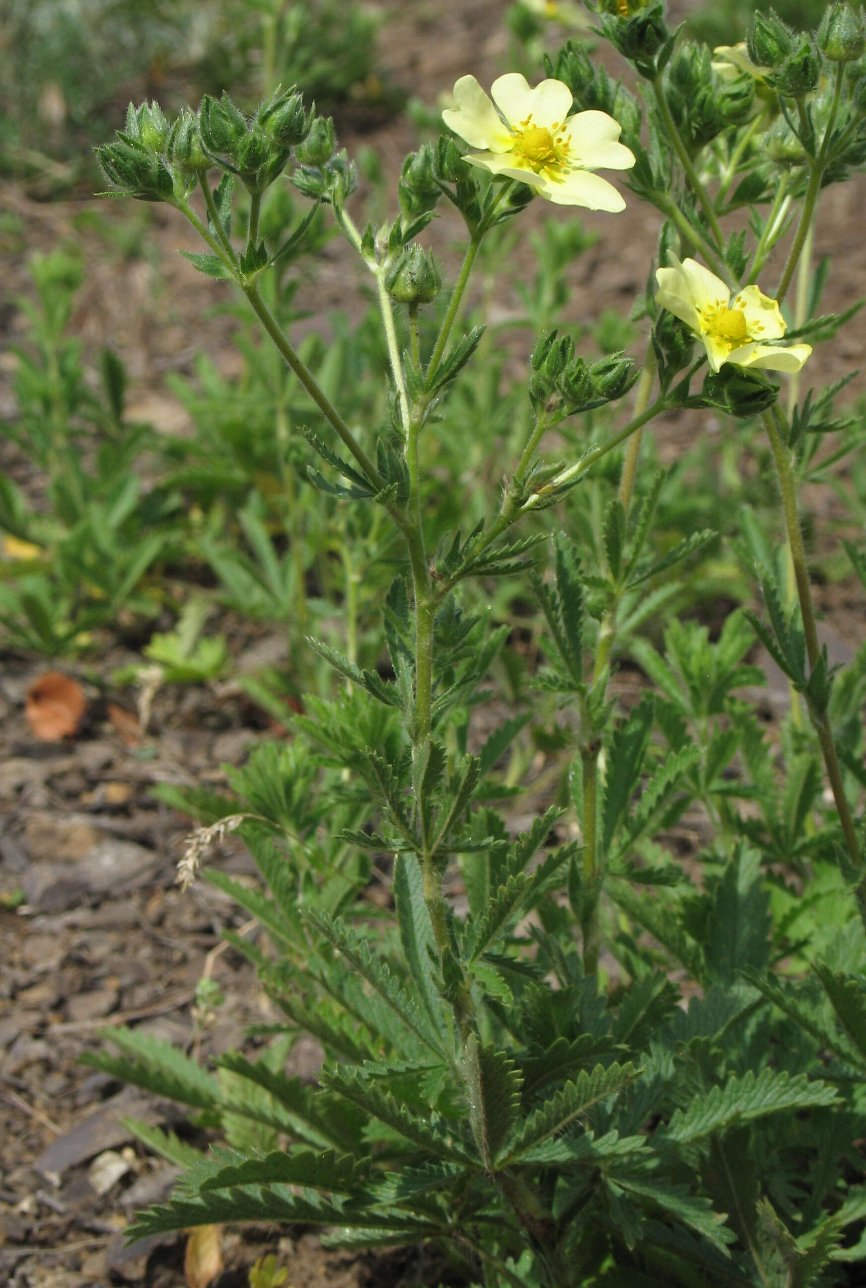 Image of sulphur cinquefoil