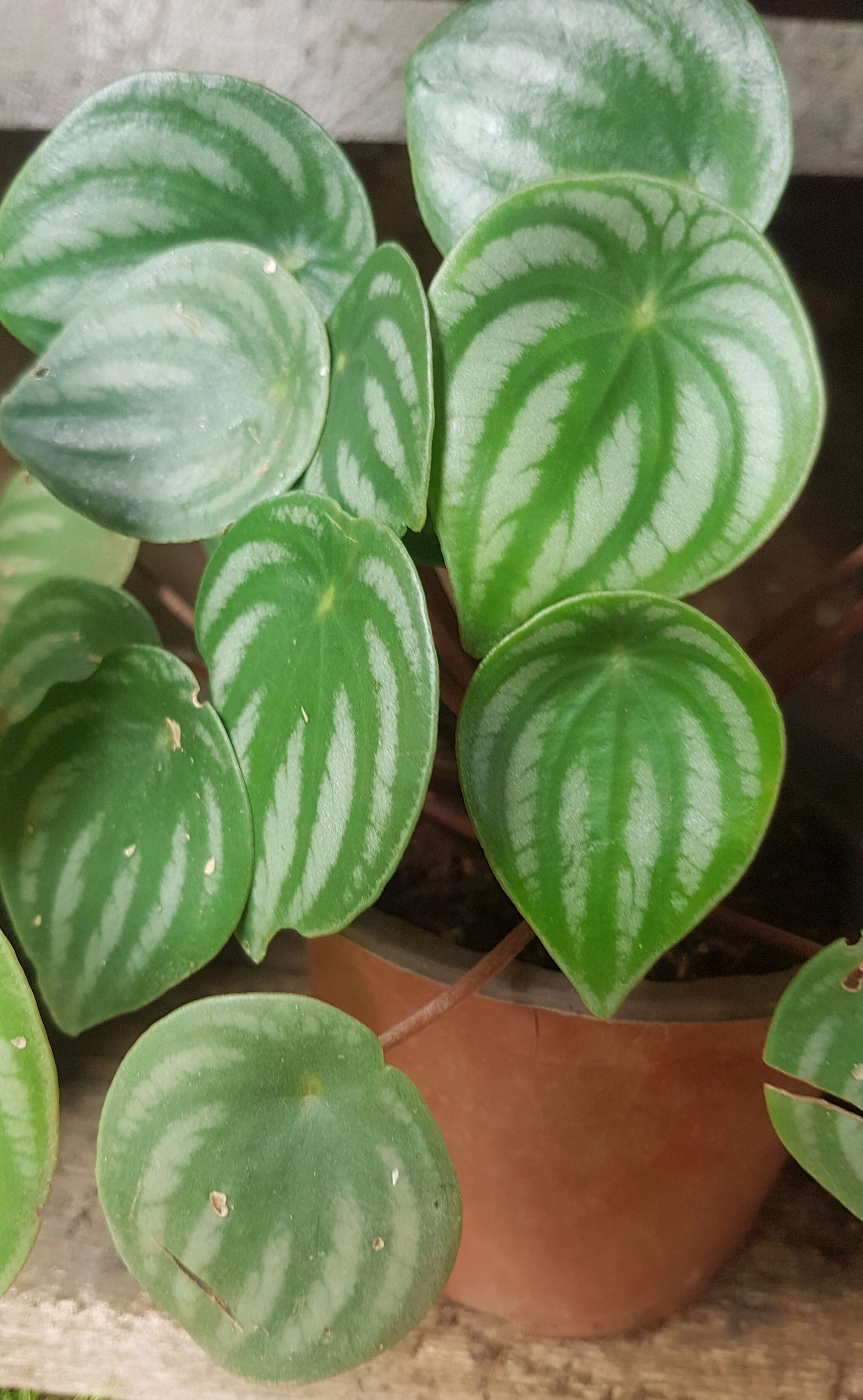 Image of Peperomia argyreia (Miq.) E. Morr.