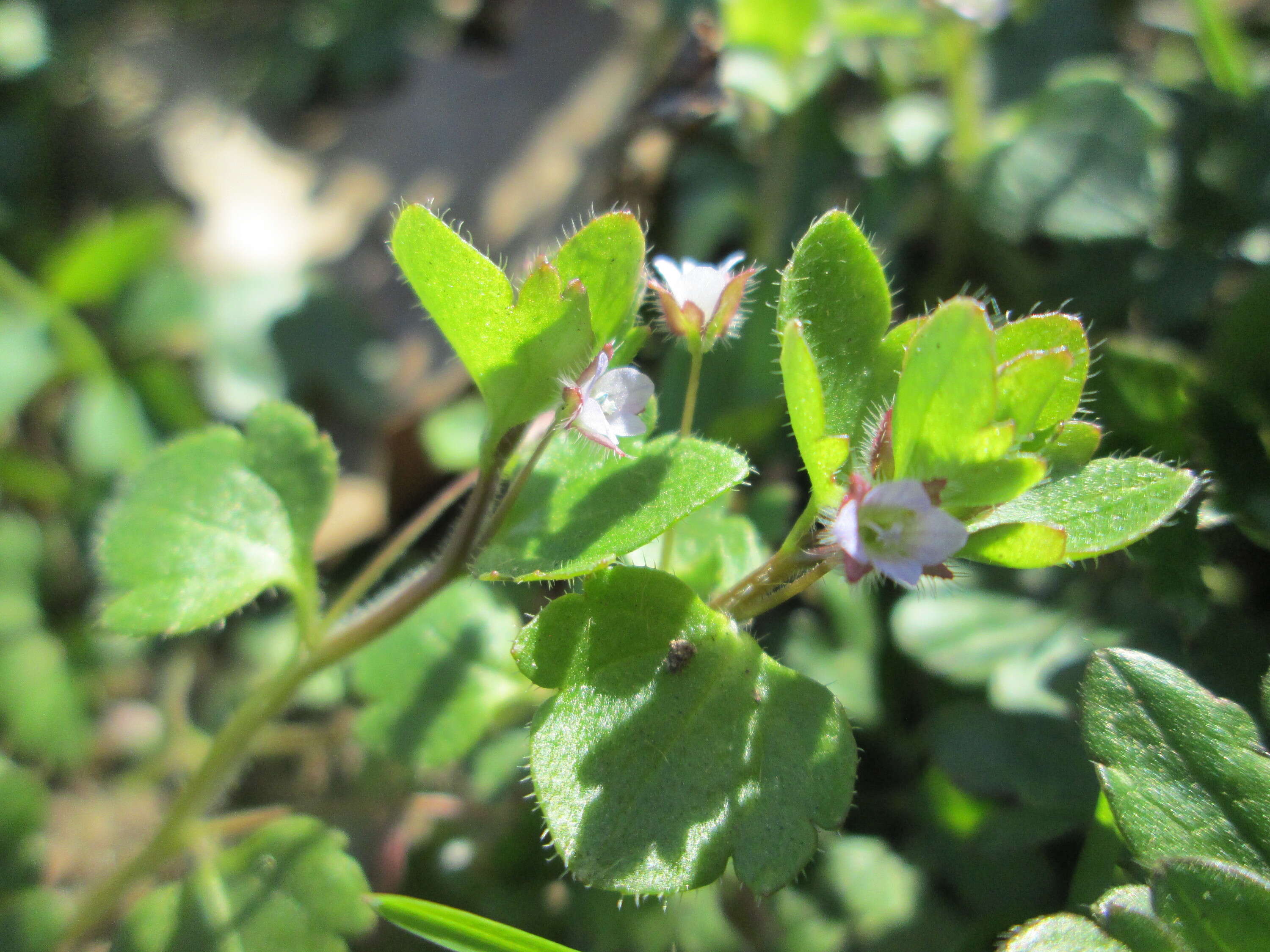 Image of false ivy-leaved speedwell