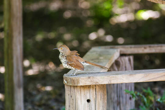 Image of Long-billed Thrasher