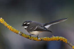 Image of Grey Fantail