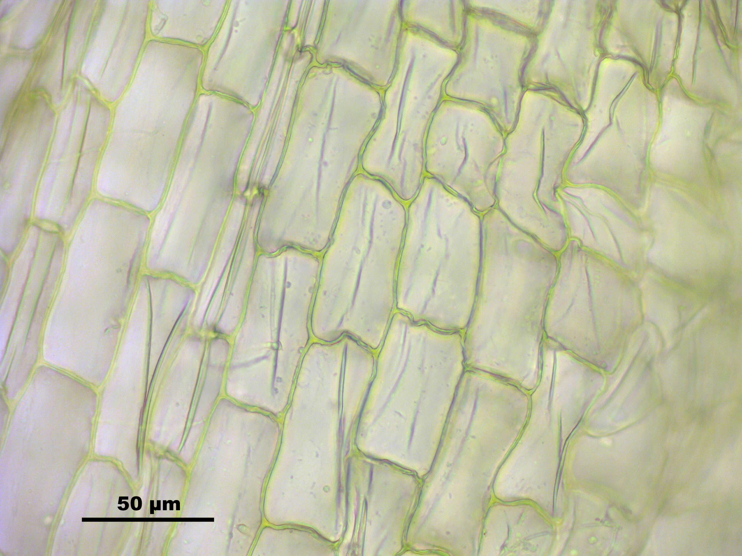 Image of Leucobryum juniperoideum C. Müller 1845