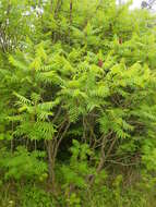 Image of staghorn sumac