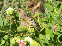 Image de Capparis sandwichiana DC.