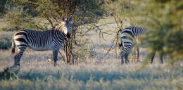 Image of Cape mountain zebra