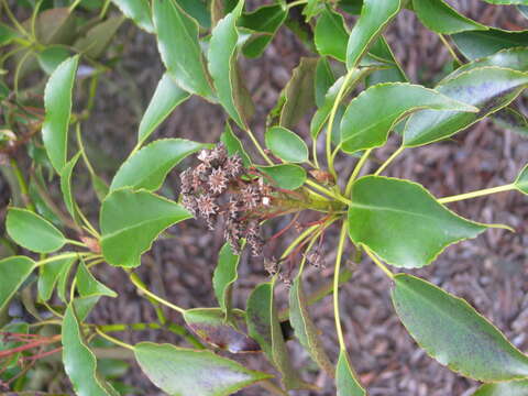 Image of Trochodendron