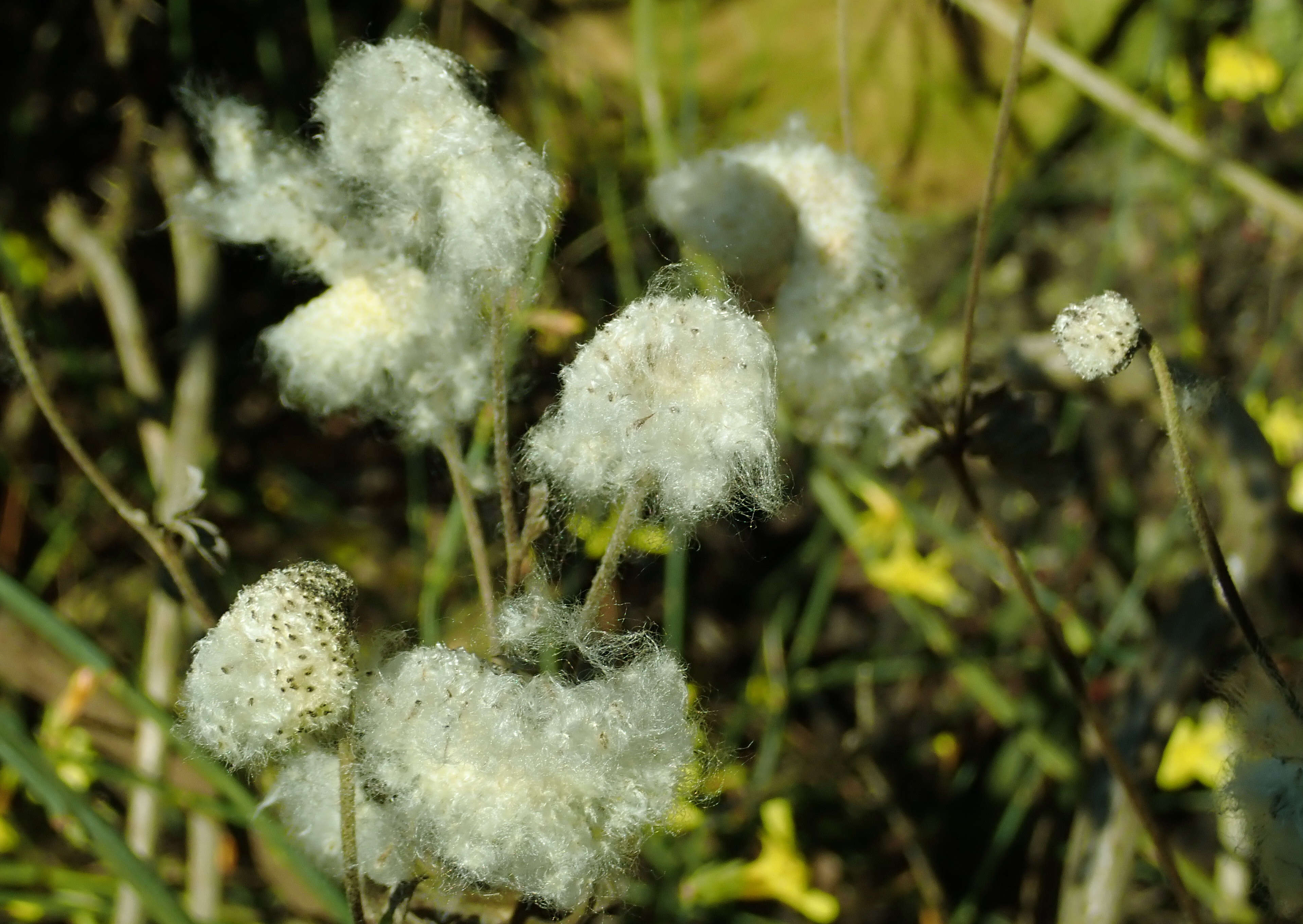 صورة Eriocapitella hupehensis (Lemoine) Christenh. & Byng