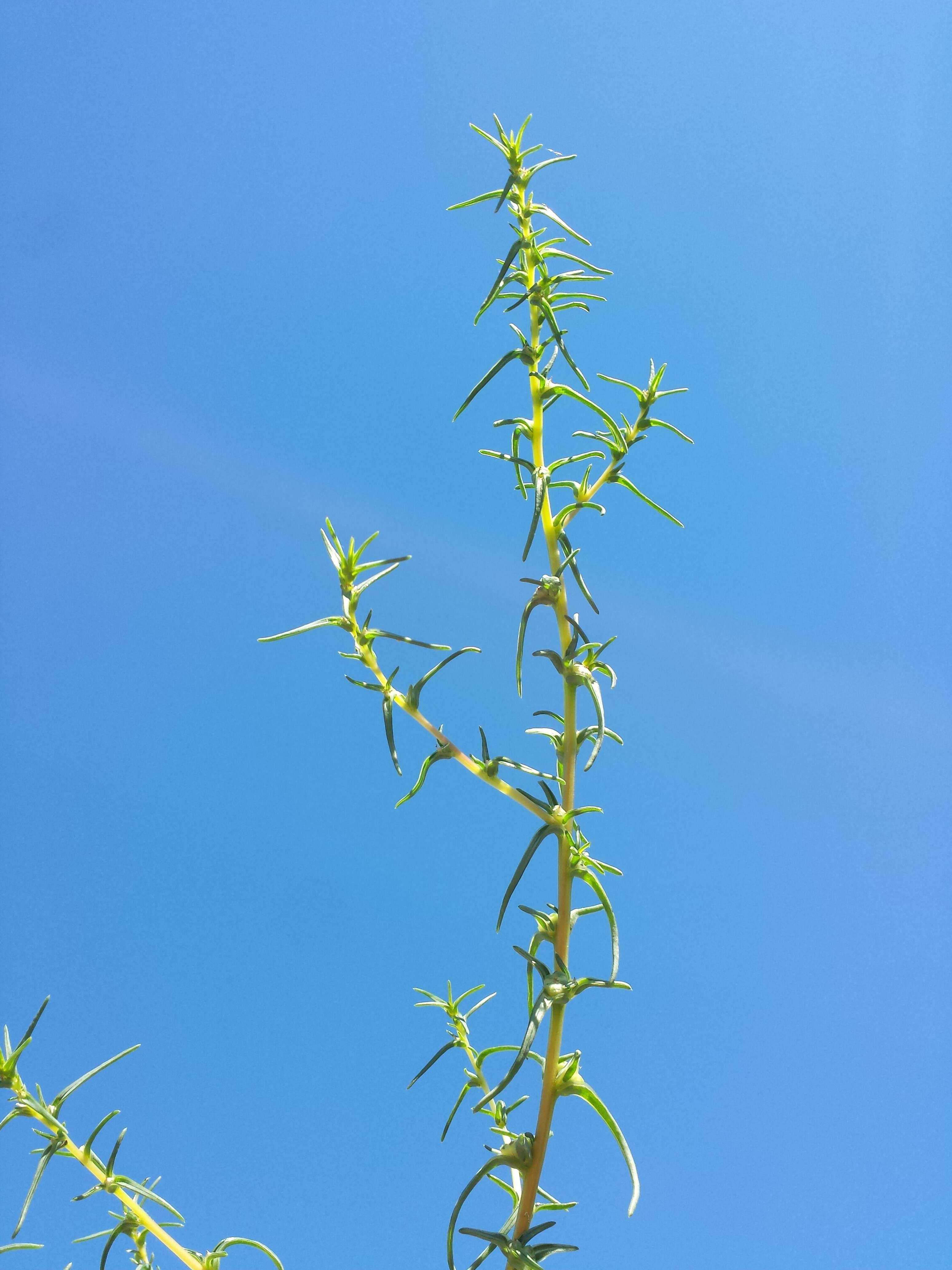 Imagem de Salsola soda L.