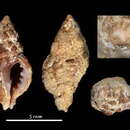 Plancia ëd Muricopsis matildeae Rolán & F. Fernandes 1991