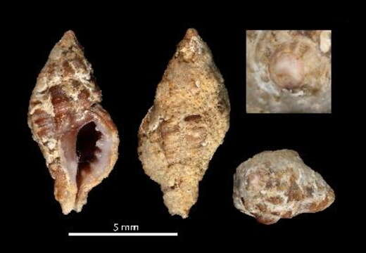 Plancia ëd Muricopsis matildeae Rolán & F. Fernandes 1991