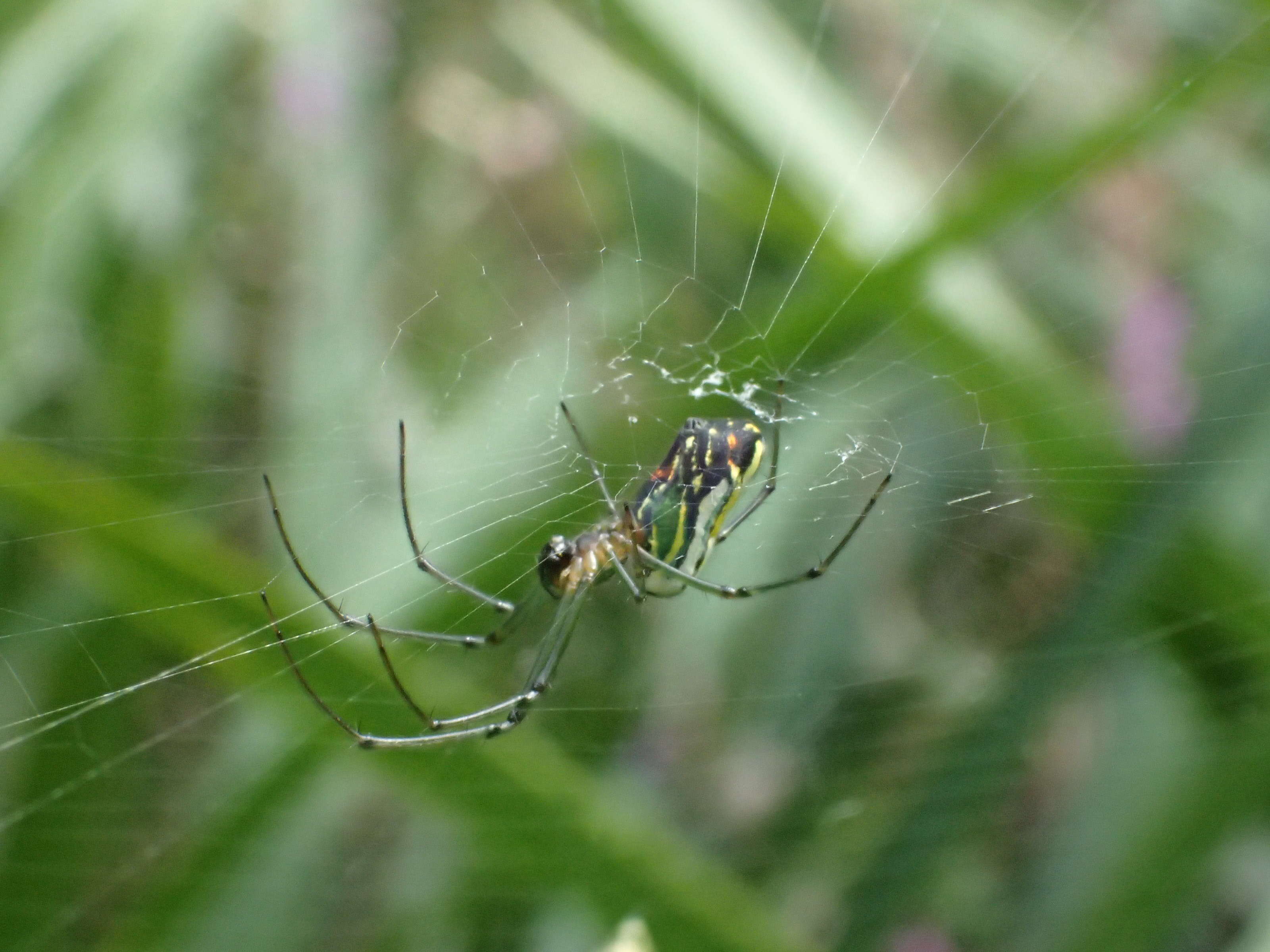 Image of Leucauge mariana (Taczanowski 1881)