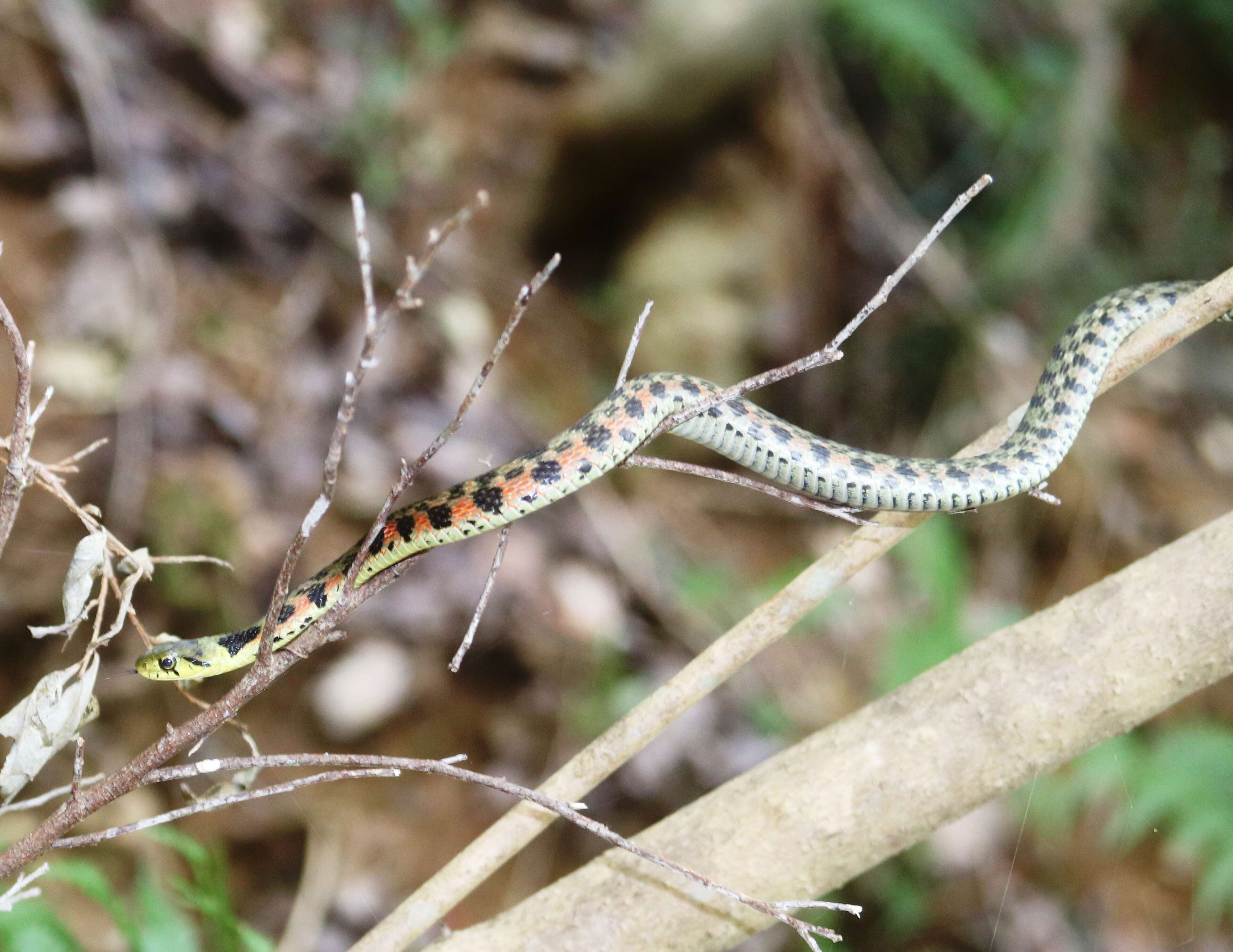 Image de Rhabdophis tigrinus (F. Boie 1826)