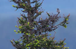 Image of Orange-flanked Bush-Robin