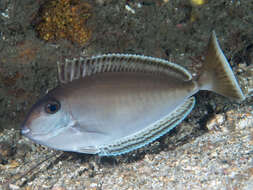 Image of Elongate Unicornfish