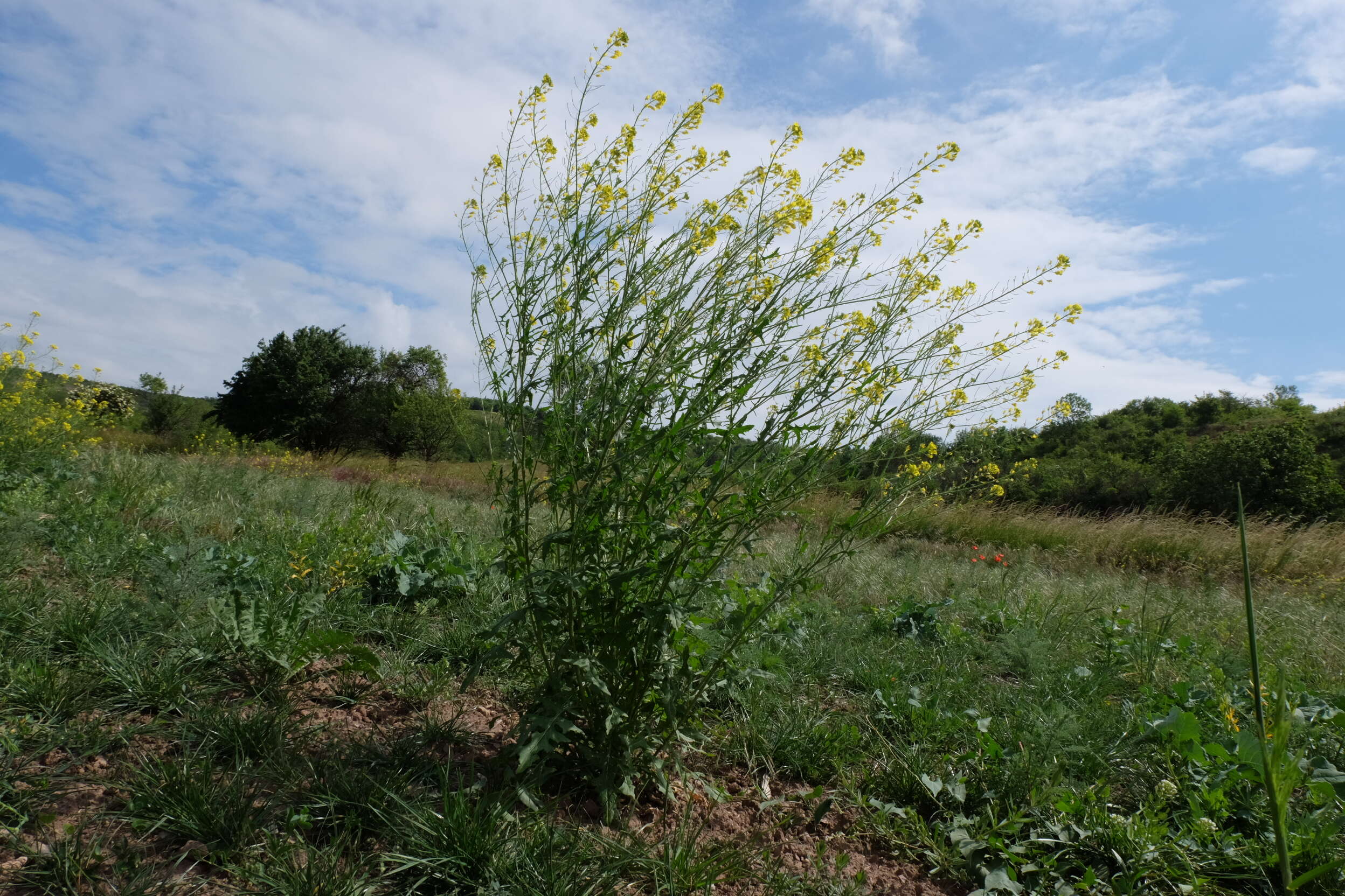 Imagem de Sisymbrium loeselii L.