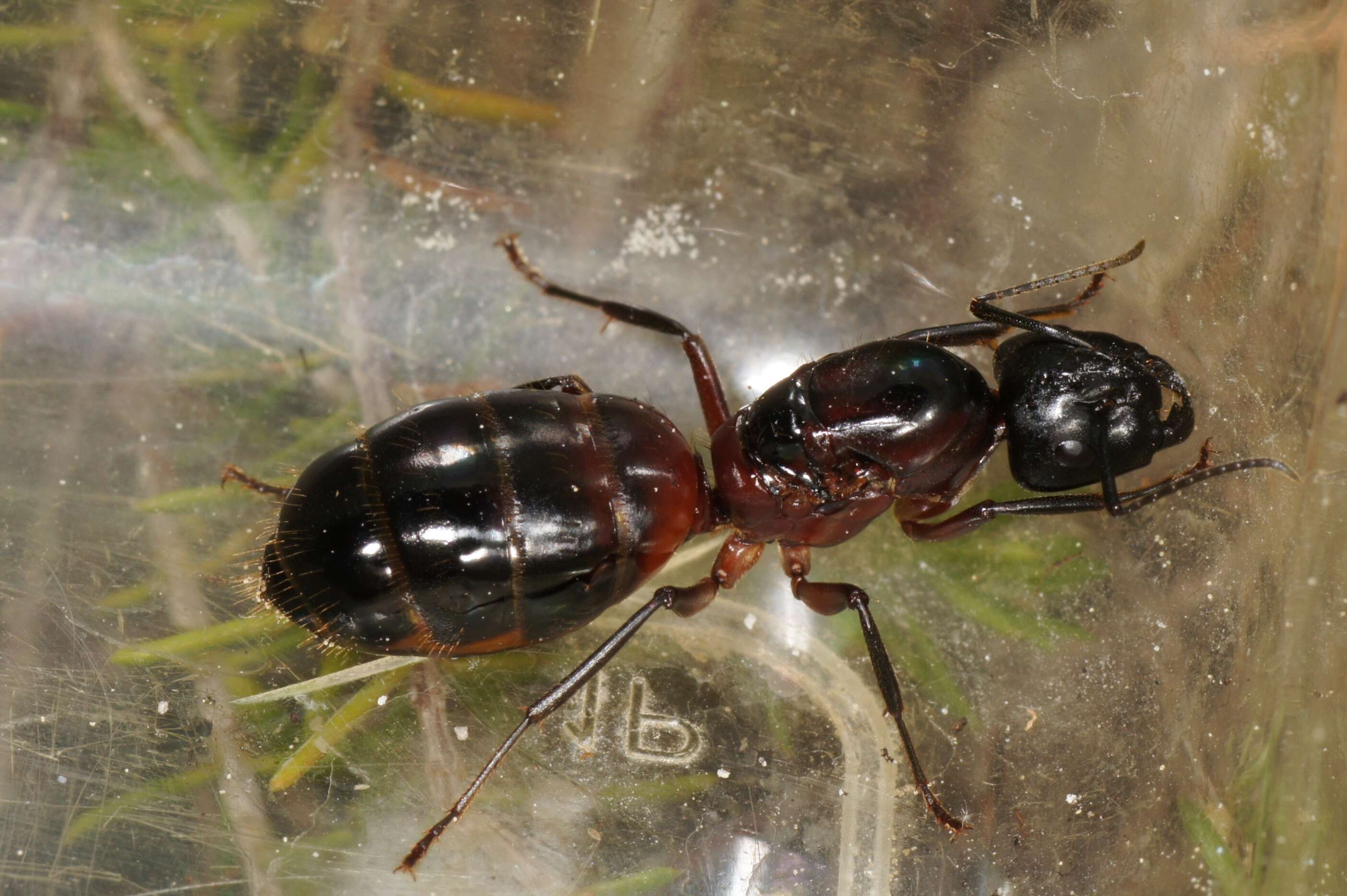 Imagem de Camponotus ligniperda