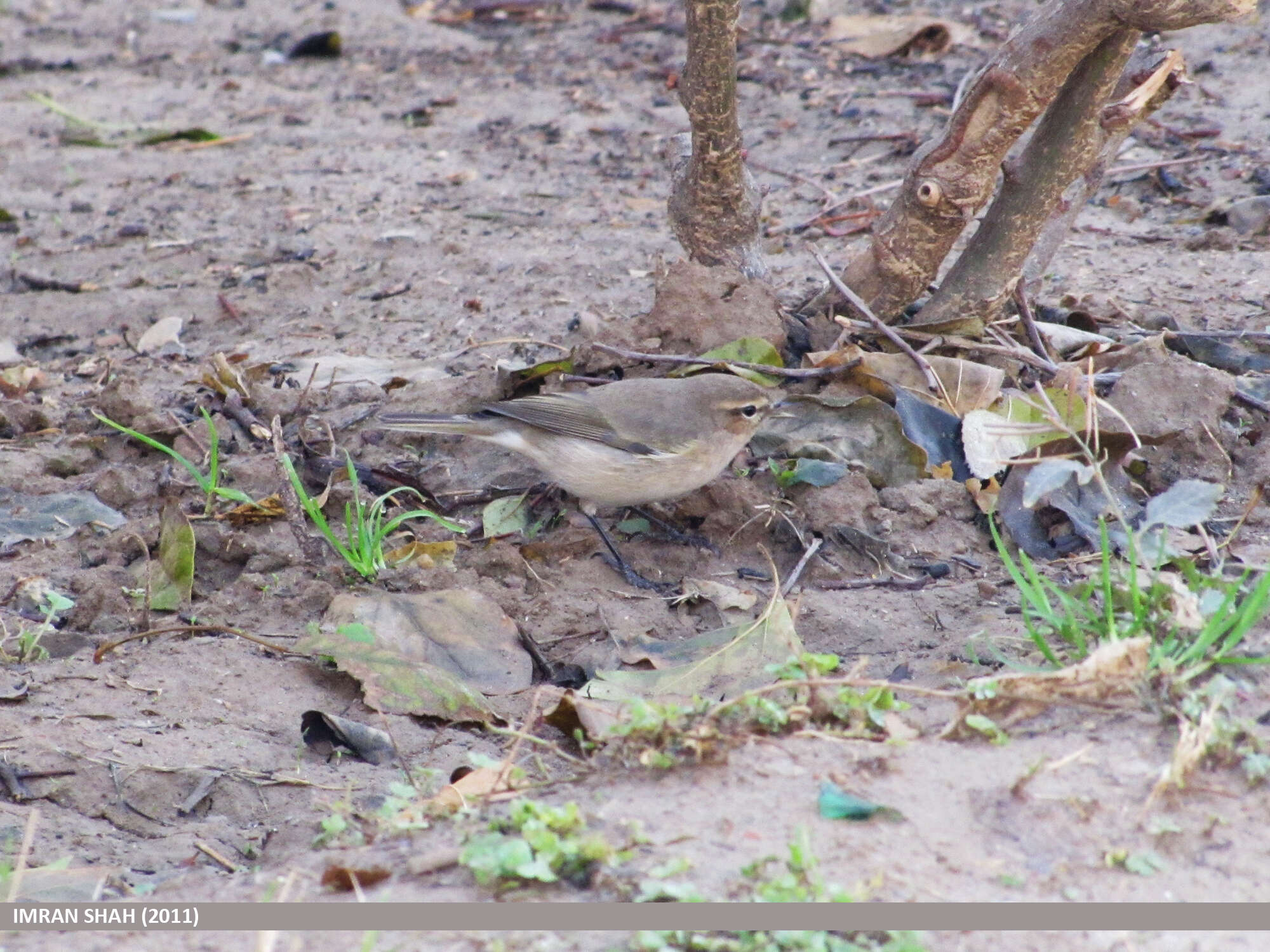 Image of Siberian Chiffchaff