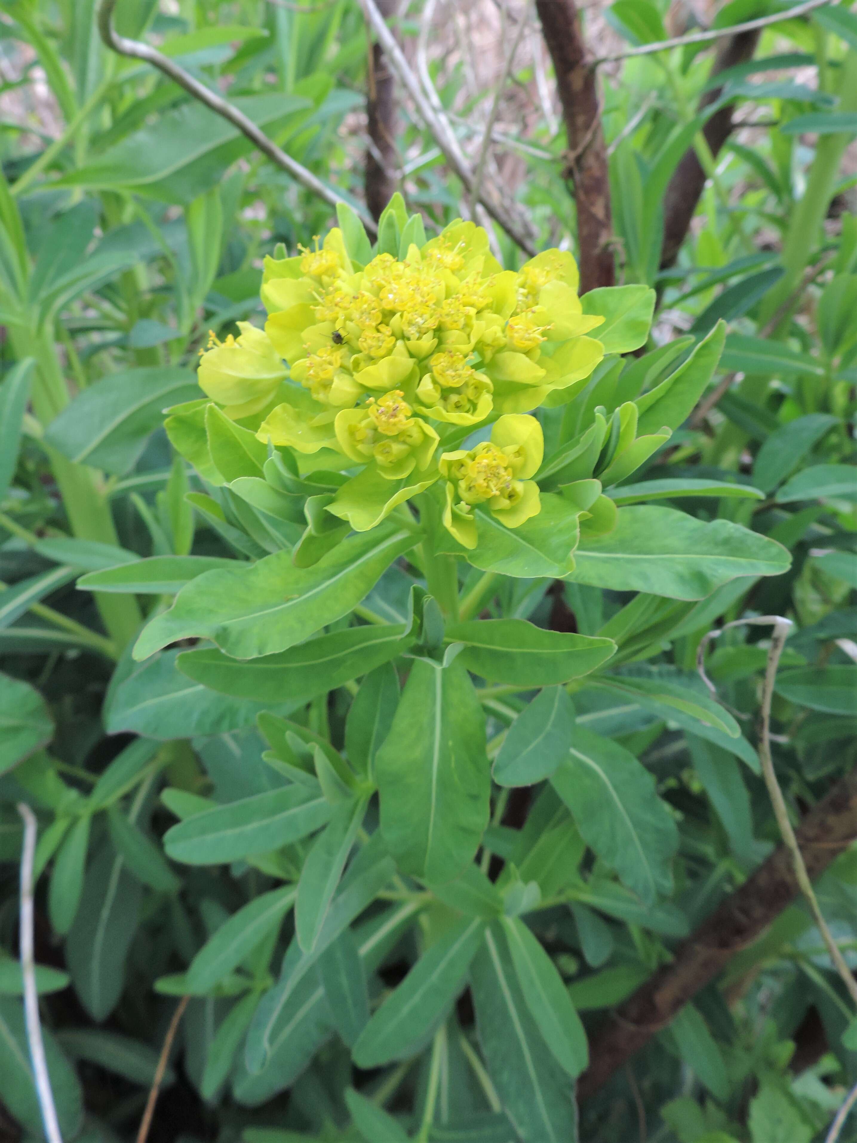 Image of Marsh Spurge