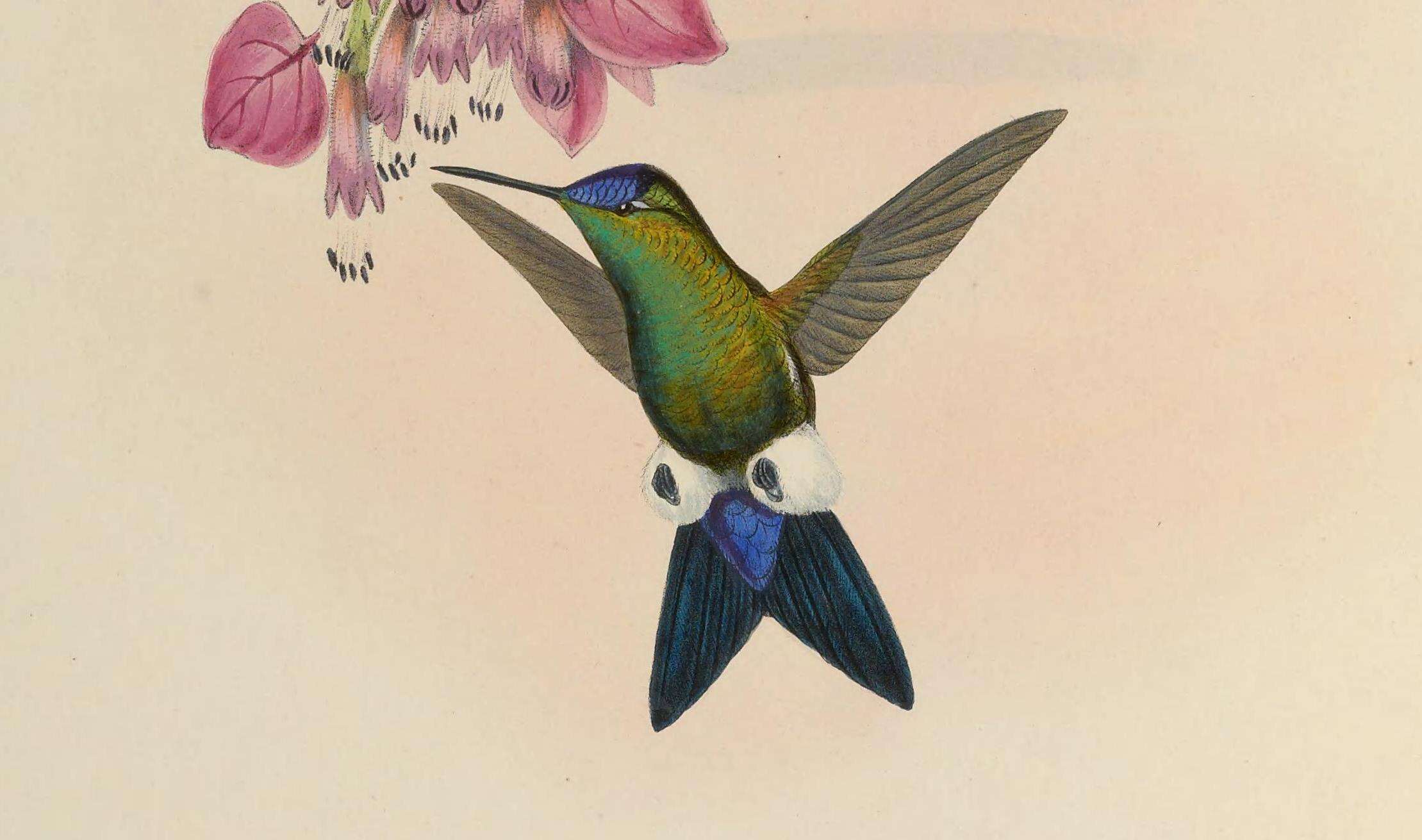 Image of Blue-capped Puffleg