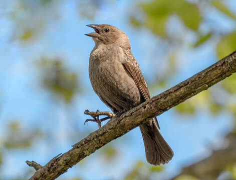 Image of Cowbird