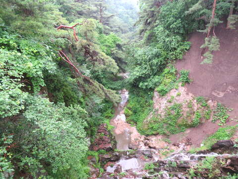 Image of Japanese Red Pine