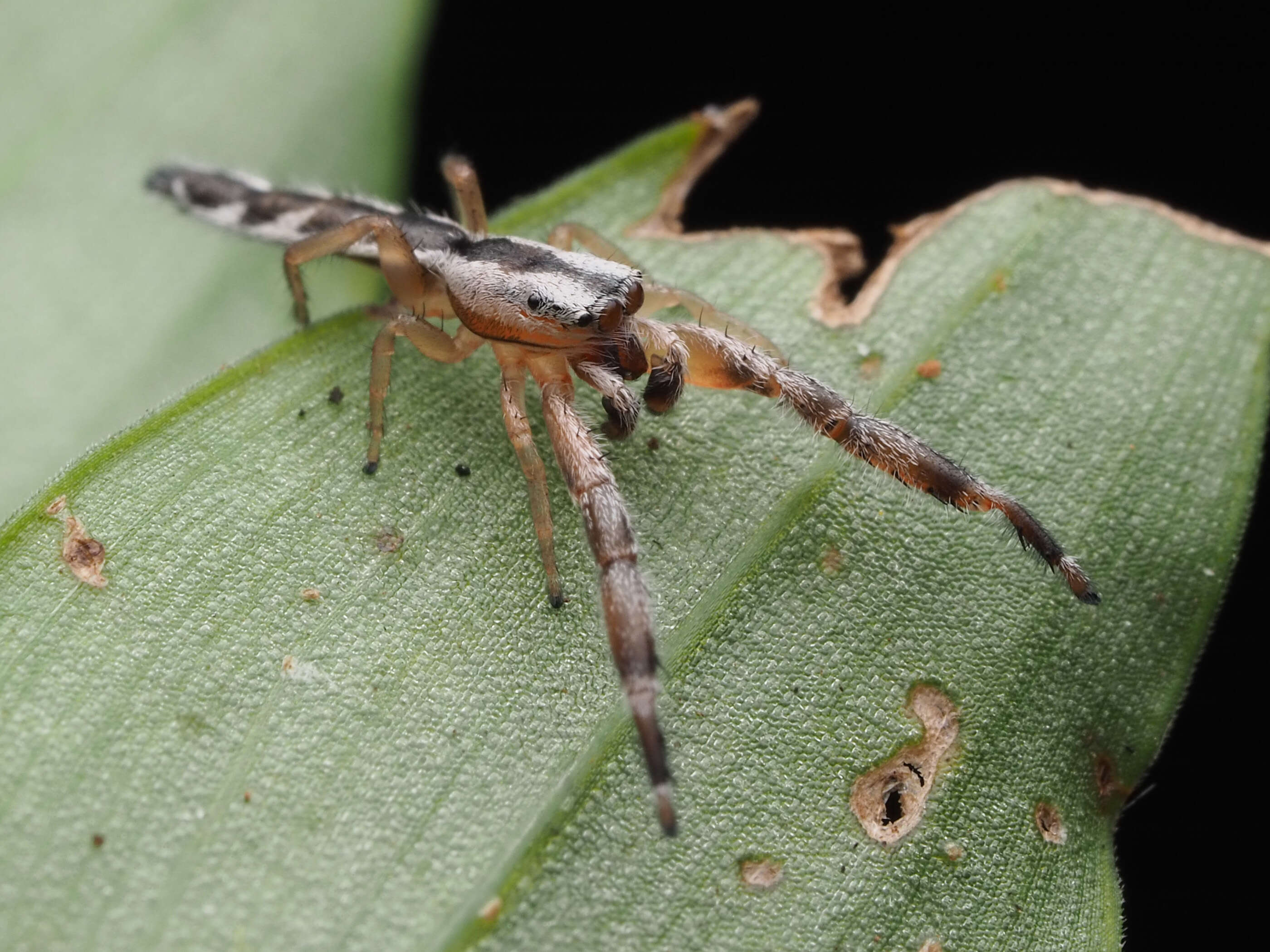 Image of Pike Slender Jumper