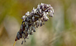 Image of blue moor grass