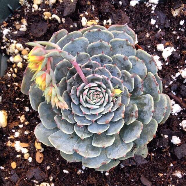 Sivun Echeveria chihuahuaensis v. Poelln. kuva