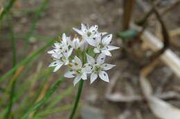 Image of Allium ramosun