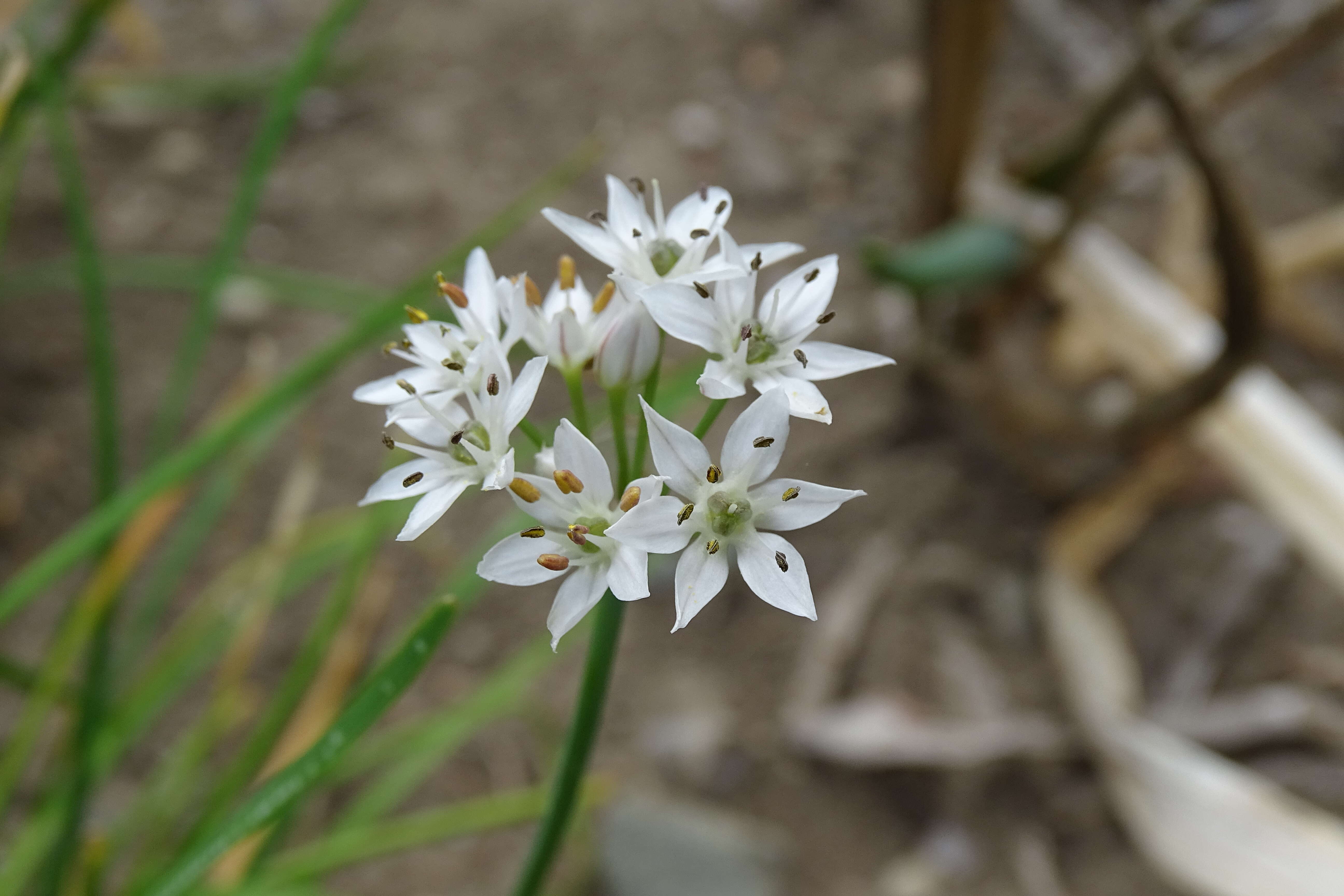 Image of Allium ramosun