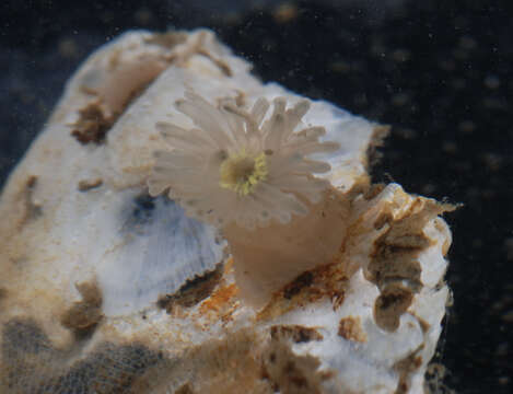 Image of White anemone