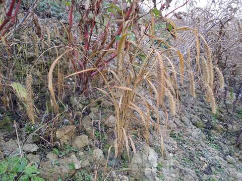 Image of Foxtail millet