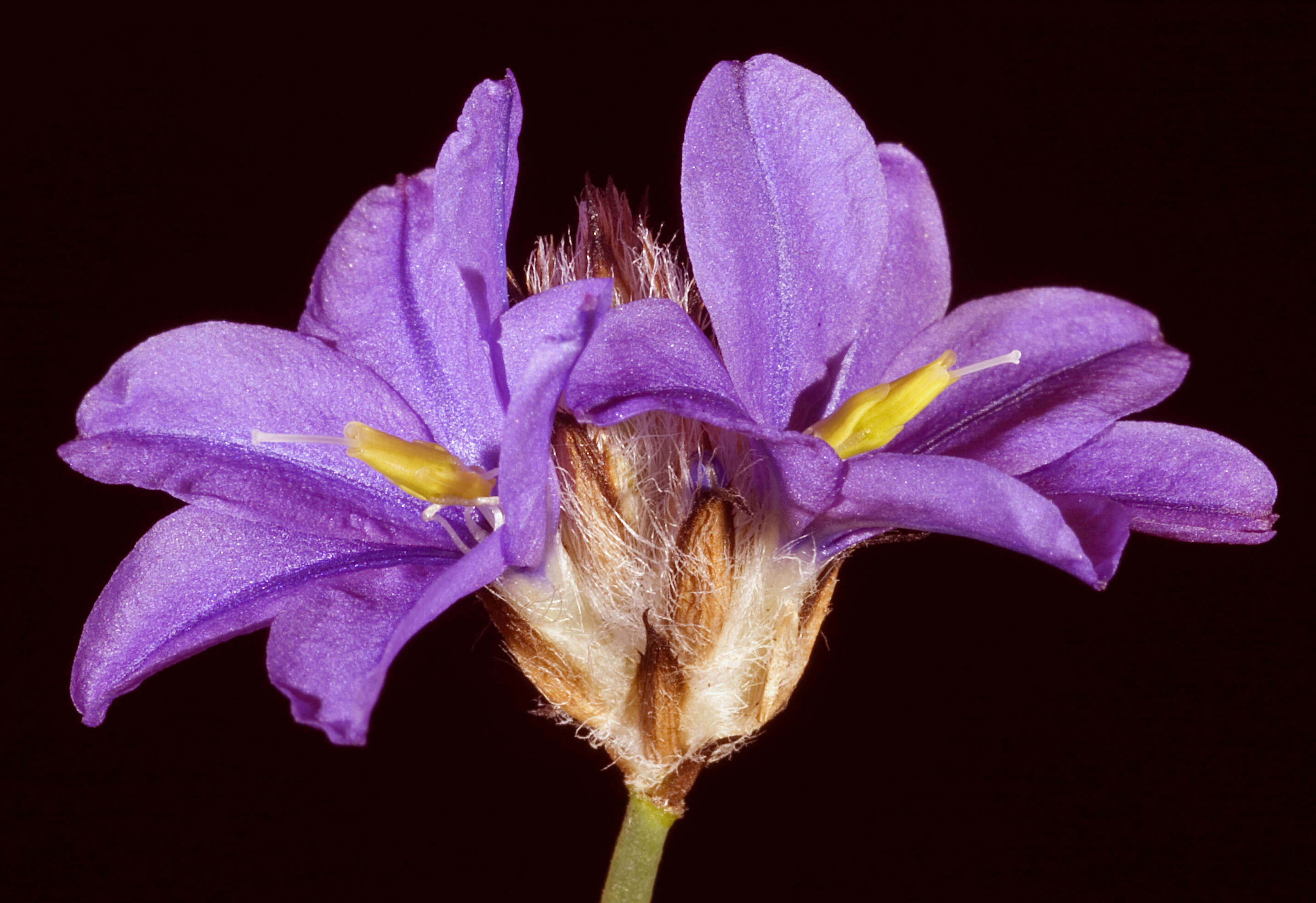 Image of Arnocrinum