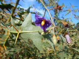 Image of Orange-thorned nightshade