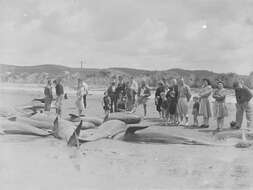 Image of Atlantic Pilot Whale