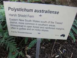 Image de Polystichum australiense Tindale