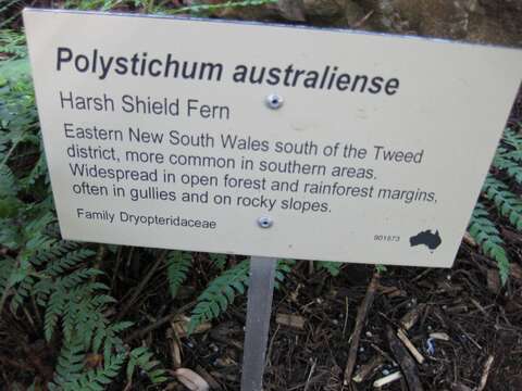 Imagem de Polystichum australiense Tindale