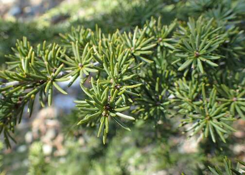 Image of Cyprus Cedar