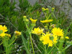 Image of Sonchus canariensis (Sch. Bip.) Boulos