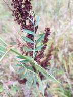 Image of smooth yellow vetch