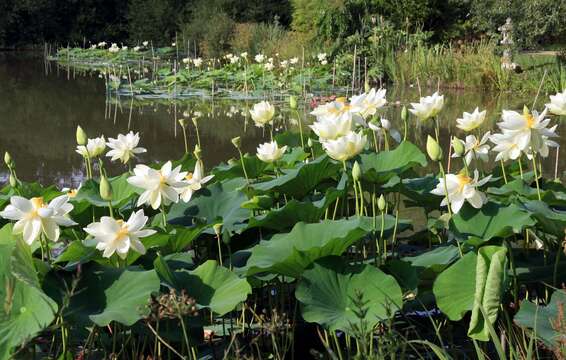 Image of lotus family