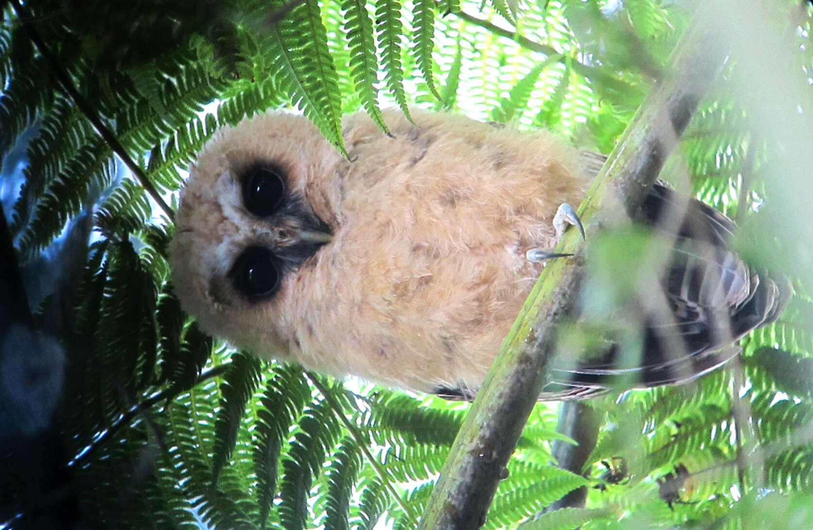 Image of Rufous-banded Owl