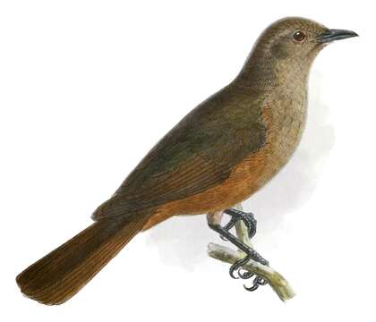 Image of Sandstone Shrike-thrush